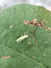 Oxya