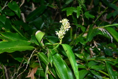 Alpinia flabellata
