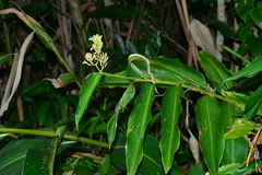 Alpinia flabellata