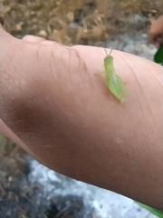Oxya