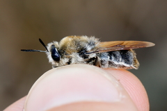 Stratiomys longicornis