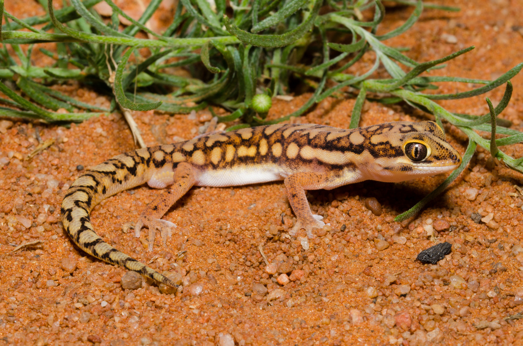 Kalahari Ground Gecko