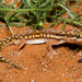 Pachydactylus wahlbergii - Photo (c) Kyle Finn, algunos derechos reservados (CC BY-NC), subido por Kyle Finn