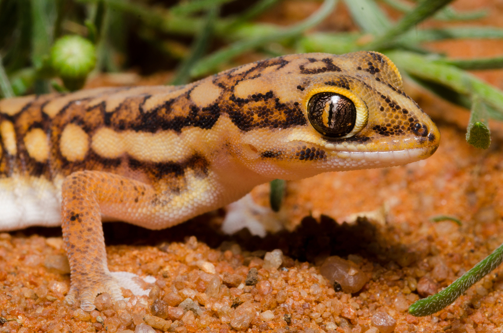 Typical Thick-toed Geckos
