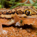 Typical Thick-toed Geckos - Photo (c) Kyle Finn, some rights reserved (CC BY-NC), uploaded by Kyle Finn
