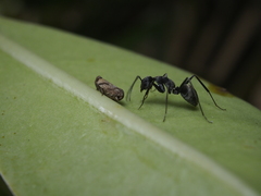 Camponotus parius