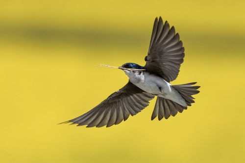 Tree Swallow (Tachycineta bicolor), photo 3