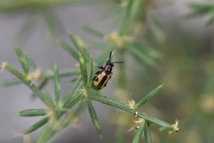 Crioceris paracenthesis