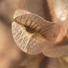 Tripterocalyx carneus