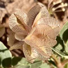 Tripterocalyx carneus