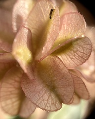 Tripterocalyx carneus