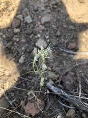 Eriastrum sparsiflorum