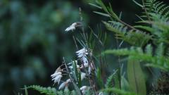 Dendrobium moniliforme