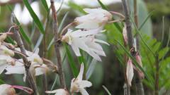 Dendrobium moniliforme