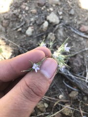Eriastrum sparsiflorum