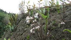 Dendrobium moniliforme