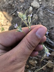 Eriastrum sparsiflorum