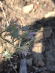 Eriastrum sparsiflorum