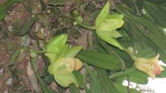 Bulbophyllum pectinatum