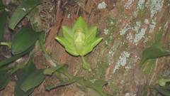 Bulbophyllum pectinatum