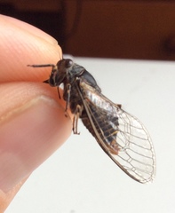 Atrapsalta furcilla