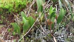 Bulbophyllum pectinatum