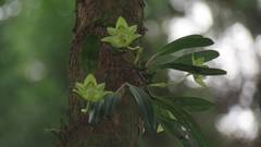 Bulbophyllum pectinatum