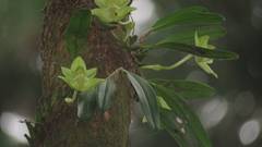 Bulbophyllum pectinatum