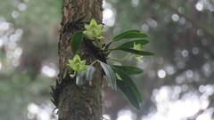 Bulbophyllum pectinatum