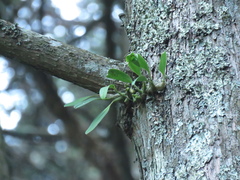 Bulbophyllum pectinatum