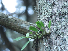 Bulbophyllum pectinatum