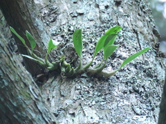 Bulbophyllum pectinatum