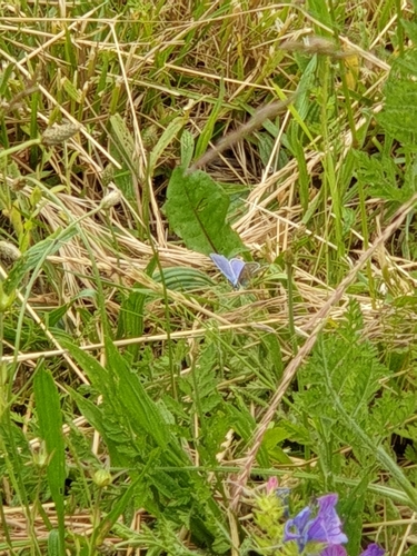Polyommatus icarus