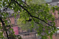 Cyanistes caeruleus