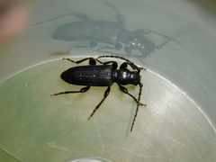 Tetropium castaneum