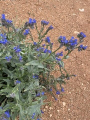 Anchusa leptophylla