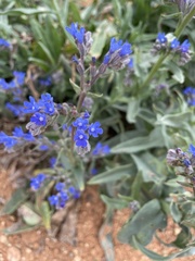 Anchusa leptophylla