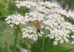 Apis mellifera