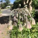 Allium siculum - Photo (c) toplisa，保留部份權利CC BY-NC
