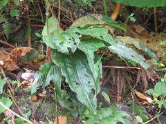 Calanthe alismifolia