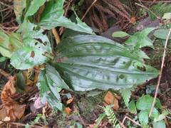 Calanthe alismifolia