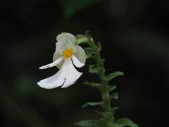 Calanthe alismifolia