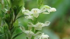 Platanthera brevicalcarata