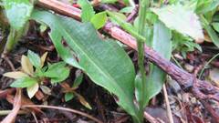Platanthera brevicalcarata