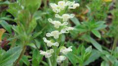 Platanthera brevicalcarata