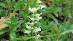 Platanthera brevicalcarata