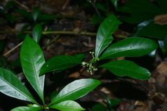 Psychotria manillensis