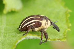 Sternuchopsis ceylonensis