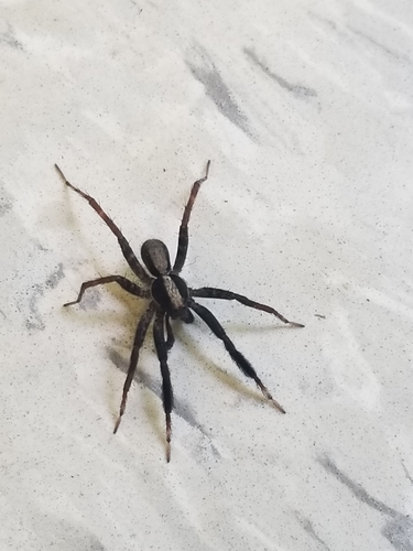 photo of Thin-legged Wolf Spiders (Pardosa)