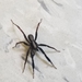 photo of Thin-legged Wolf Spiders (Pardosa)